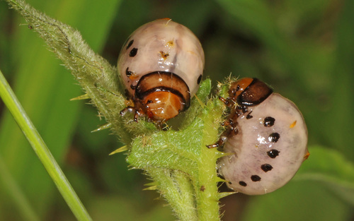 False Potato Beetle