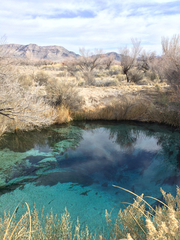 Cyprinodon nevadensis mionectes