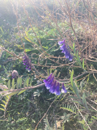 hairy vetch