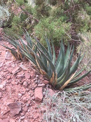 Agave utahensis kaibabensis