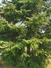 Picea jezoensis jezoensis
