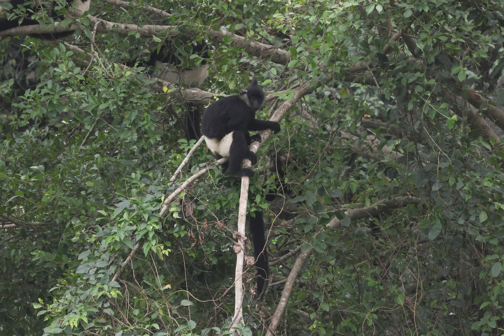 Delacour's Langur