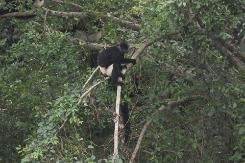 Delacour's Langur