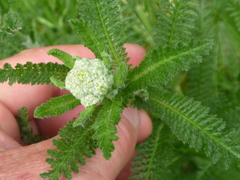 Achillea millefolium