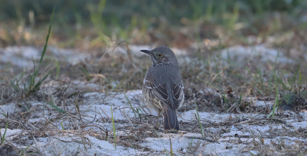 Sage Thrasher from Fire Island, NY, USA on November 18, 2024 at 02:00 ...