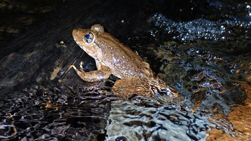 Limnonectes grunniens, 2024-09-11