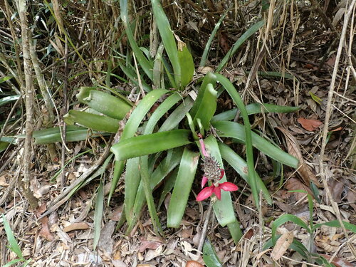 Aechmea triangularis, photograph 2