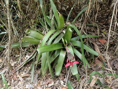 Aechmea triangularis, photograph agujaceratops, CC BY, iNaturalist via GBIF