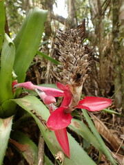 Aechmea triangularis, photograph agujaceratops, CC BY, iNaturalist via GBIF