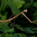 American Grass Mantis - Photo (c) Cletus Lee, some rights reserved (CC BY-NC-ND)