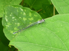Coenagrion