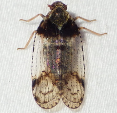 Cixius nervosus