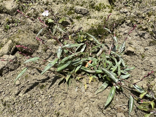 Persicaria foliosa iNat (3)