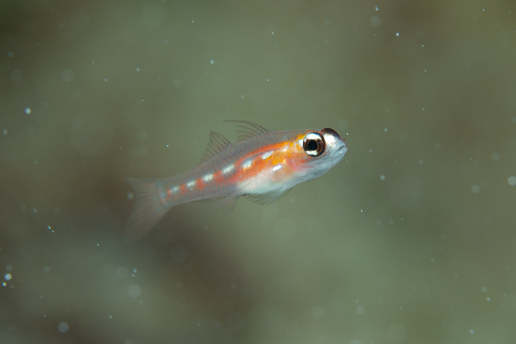 Masked goby (Coryphopterus personatus) — Gobiidae