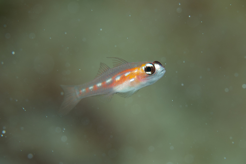 Maskergrondel (Coryphopterus personatus) — Gobiidae