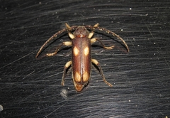 Tylonotus bimaculatus