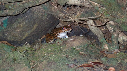 Limnonectes grunniens, 2024-09-12