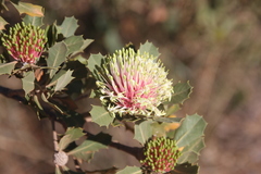 Banksia cuneata