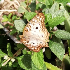 Anartia jatrophae