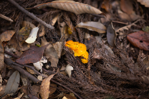 Hygrocybe flavescens