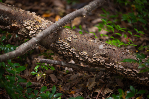 Trametes versicolor