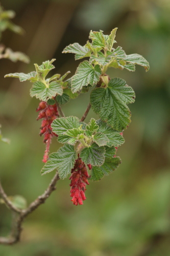 Ribes hirtum (Ribes hirtum)
