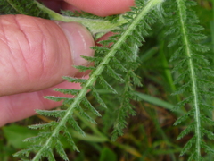 Achillea millefolium