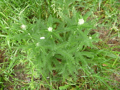 Achillea millefolium