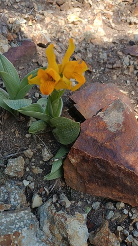 Image of Chloraea alpina by (c) Matias Baranzelli, some rights reserved (CC BY)