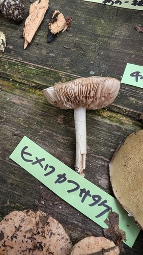 ヒメワカフサタケ