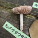 ヒメワカフサタケ