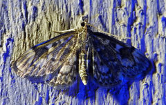 Anania plectilis