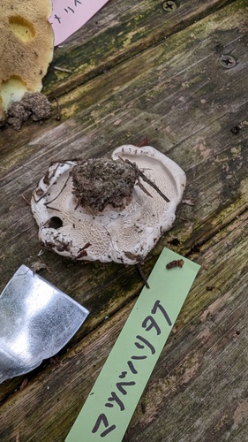 Phellodon fuligineoalbus