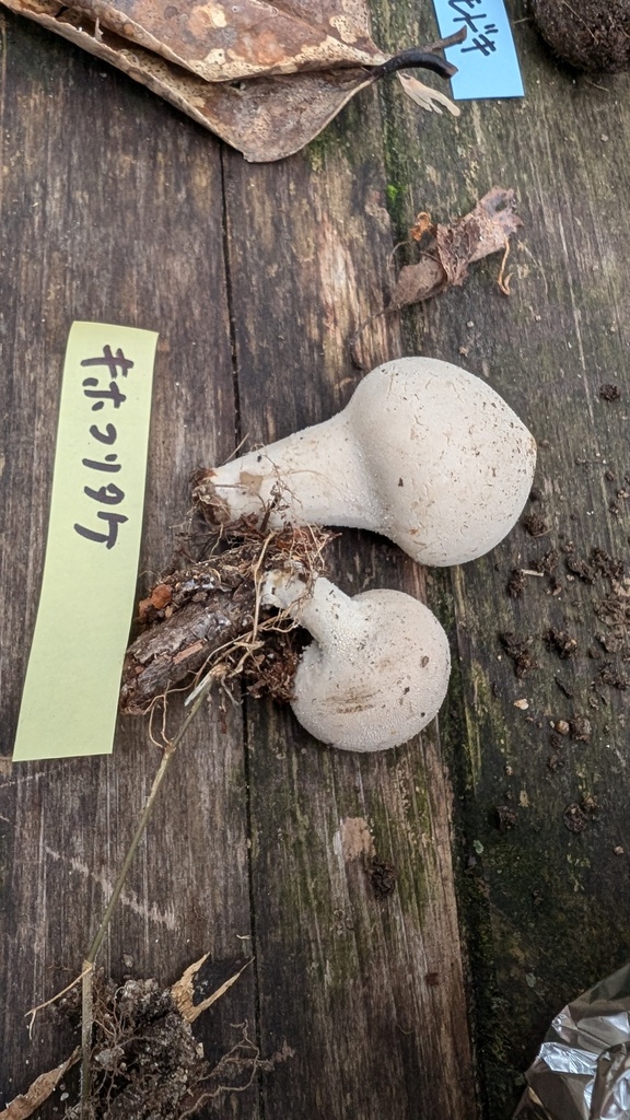 Lycoperdon lividum · November 2024 · photo: © atsushi_nakajima_cirque (iNaturalist, cc-by)