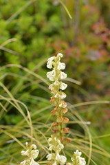 Pedicularis contorta