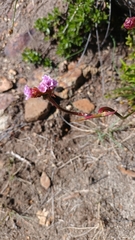 Armeria curvifolia
