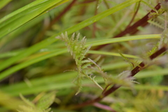 Pedicularis contorta
