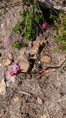 Armeria curvifolia, photograph Matias Baranzelli, CC BY, iNaturalist via GBIF