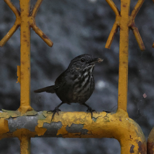Streaked Wren-Babbler (Gypsophila brevicaudata), photo 8