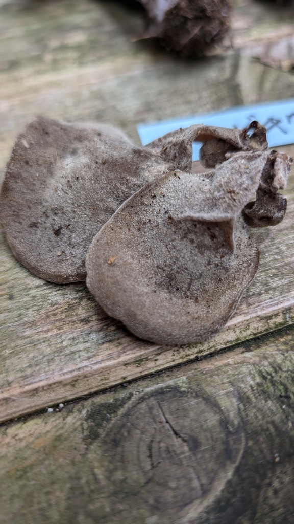 Auricularia polytricha · November 2024 · photo: © atsushi_nakajima_cirque (iNaturalist, cc-by)