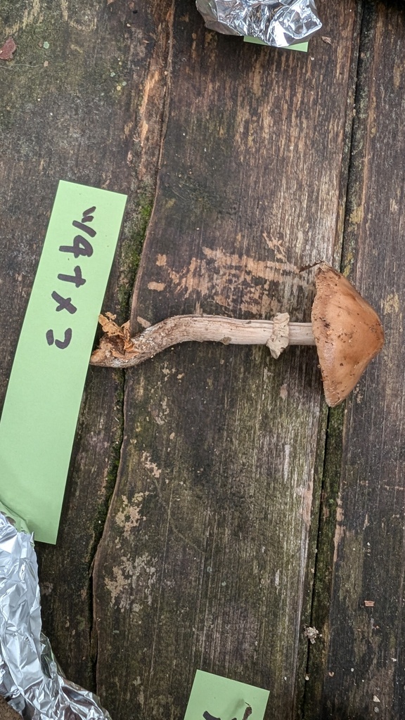 Cyclocybe erebia · November 2024 · photo: © atsushi_nakajima_cirque (iNaturalist, cc-by)