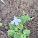Lobelia cochleariifolia
