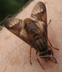 Chrysops brunneus