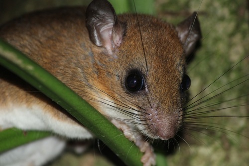 splendid climbing mouse (Rhipidomys nitela) — Least Concern Mammalia