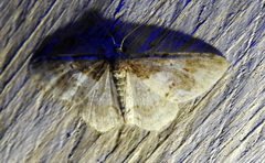 Hydrelia lucata