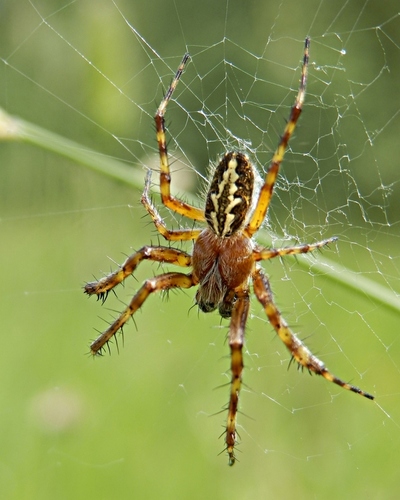 Oak Spider