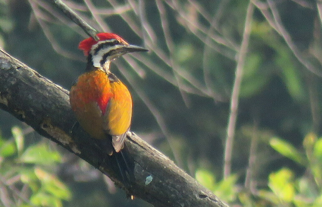 Himalayan Flameback photo