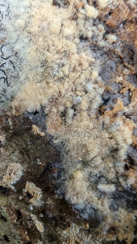 Botryobasidium conspersum