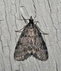 Scoparia penumbralis