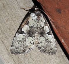 Leuconycta lepidula
